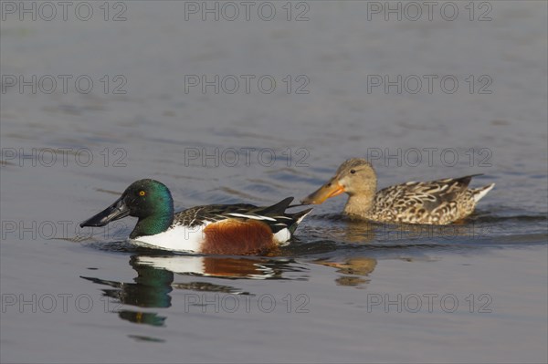 Northern shoveler