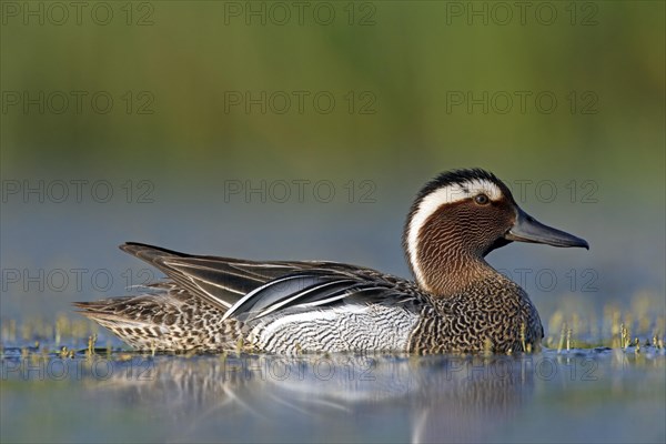 Garganey