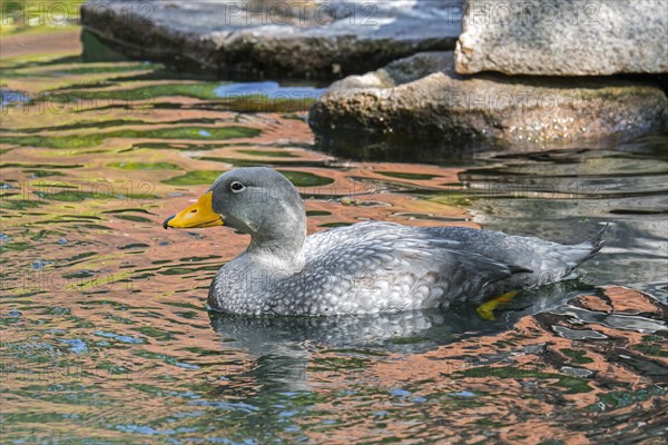 Swimming Fuegian steamer duck