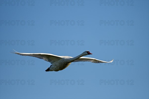 Mute swan