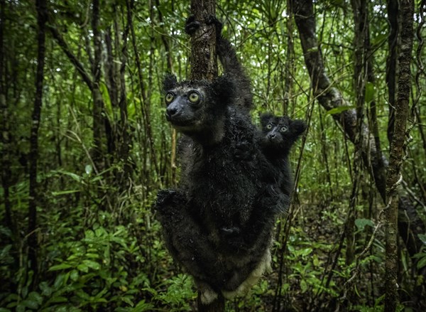 Indri lemur in the rainforests of eastern Madagascar