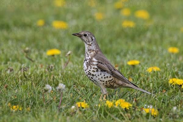 Mistle thrush