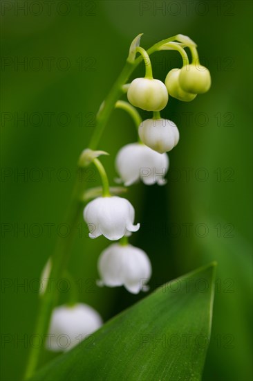 Lily of the valley