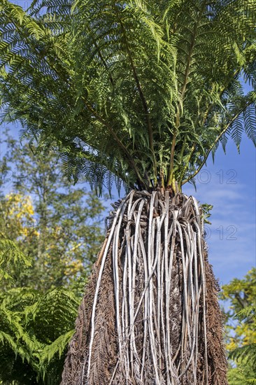 Soft tree fern