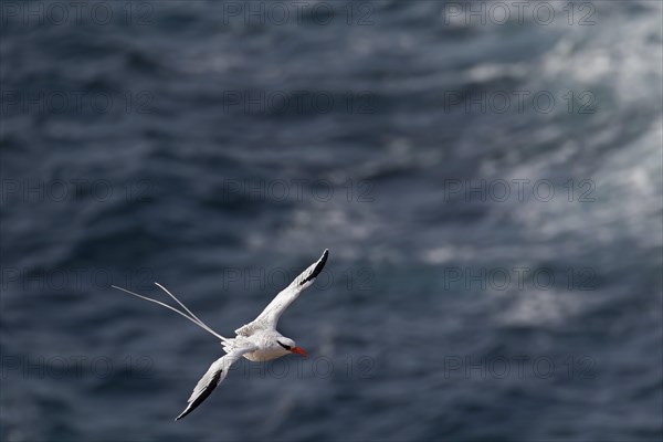 Red-billed tropicbird