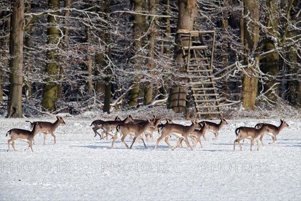 Herd of European fallow deer