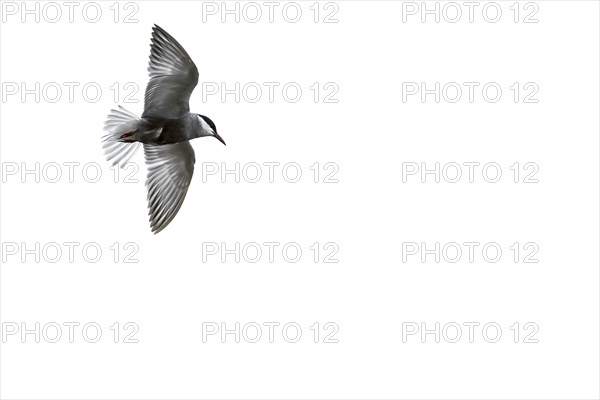 Whiskered tern