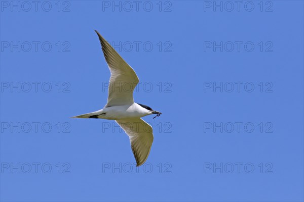 Gull-billed tern