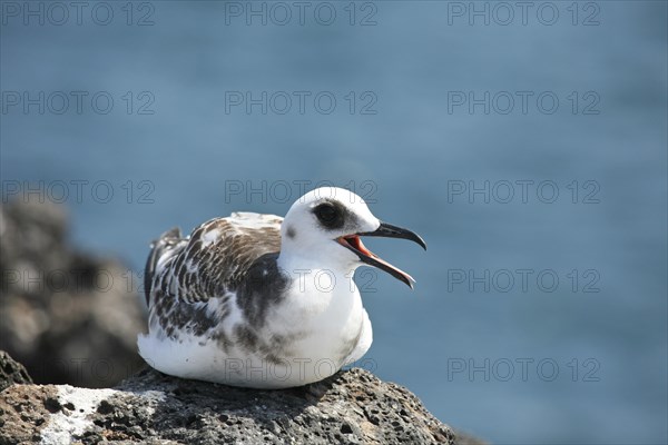 Swallow-tailed gull