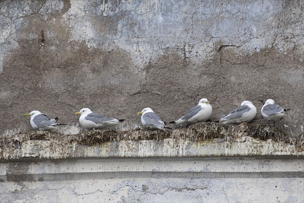 Black-legged kittiwakes