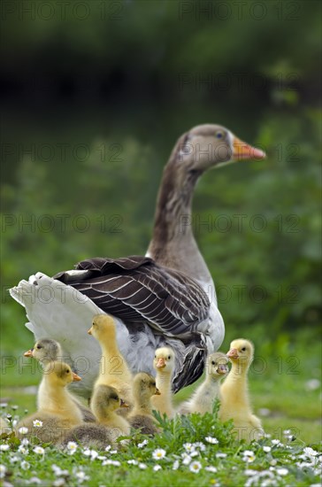 Domestic goose