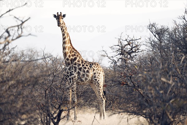 Giraffe