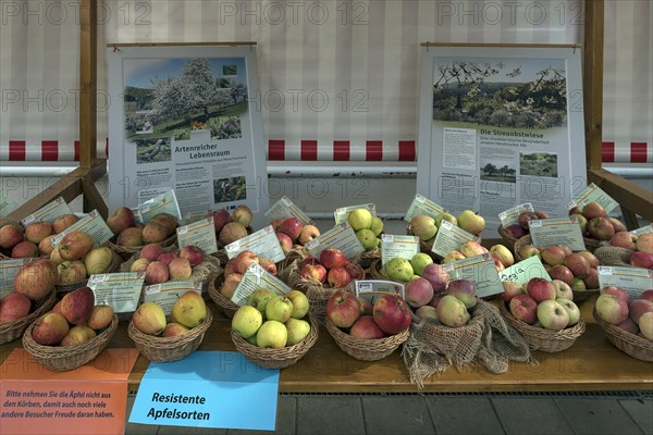 Different apple varieties with information boards at an apple market