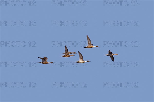 Flock of Northern pintails