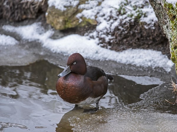 Ferruginous duck