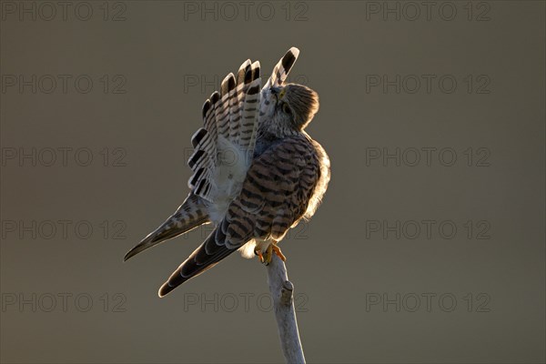 Common kestrel