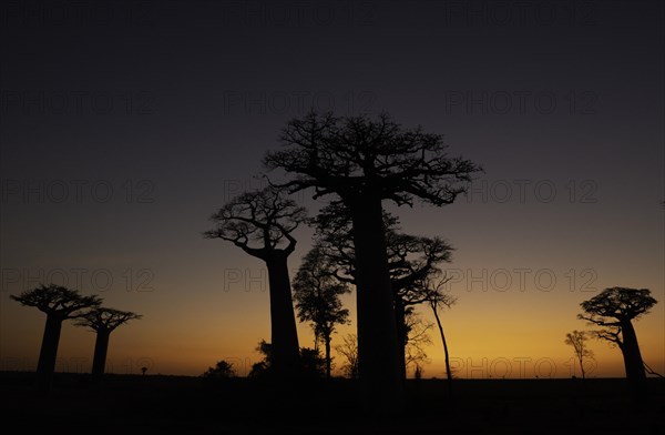 Baobabs at sunset in the west of Madagascar