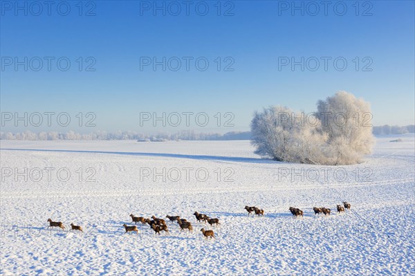 European mouflons