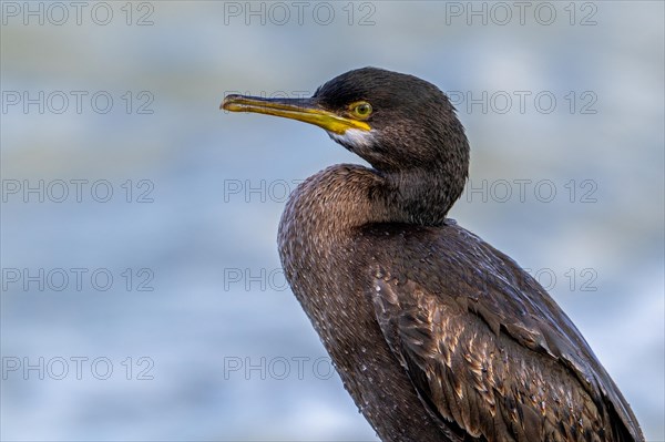 European shag