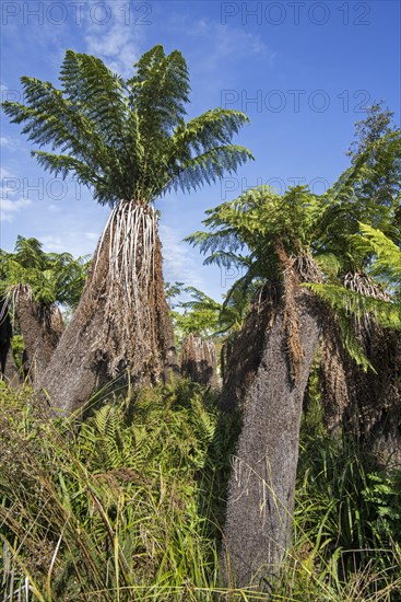 Soft tree ferns