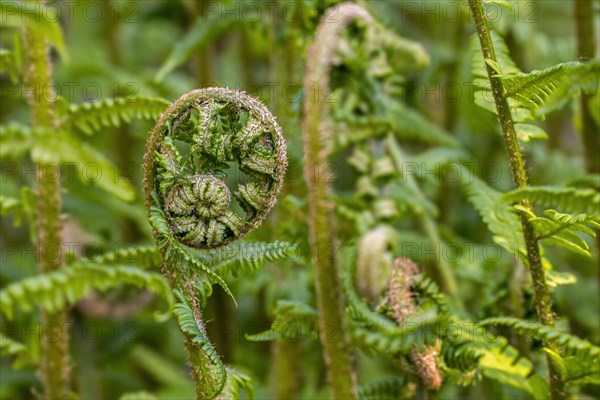 Male fern