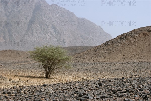 Lonely acacia tree in the Air Mountains