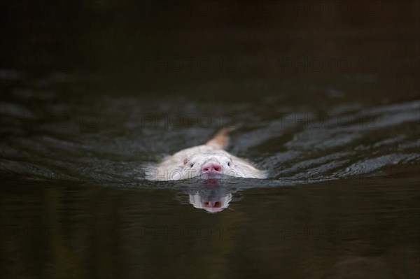 Leucistic coypu