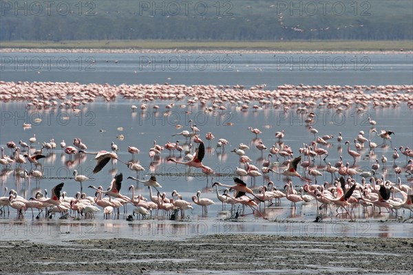 Lesser flamingos