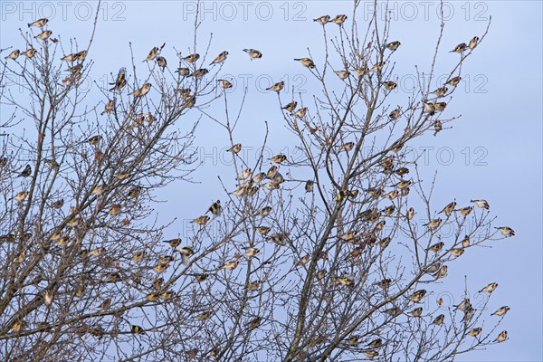 Large flock of European goldfinches