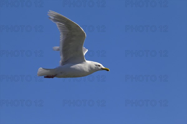 Iceland Gull