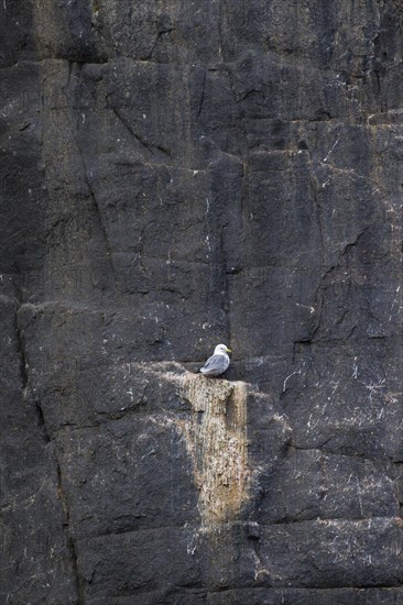 Black-legged kittiwake