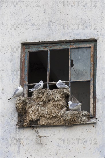 Black-legged kittiwakes