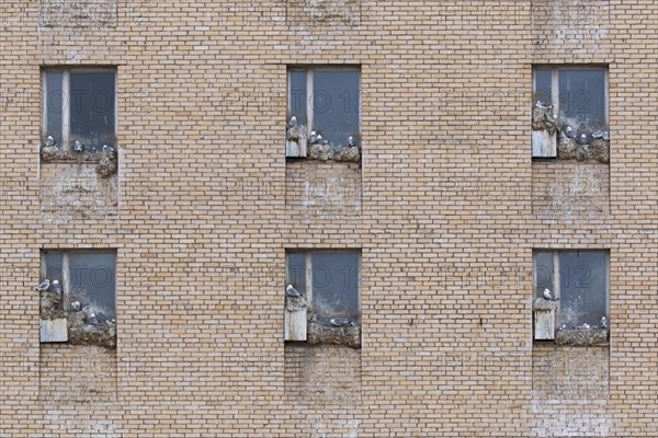 Black-legged kittiwakes