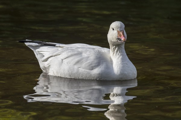 Snow goose