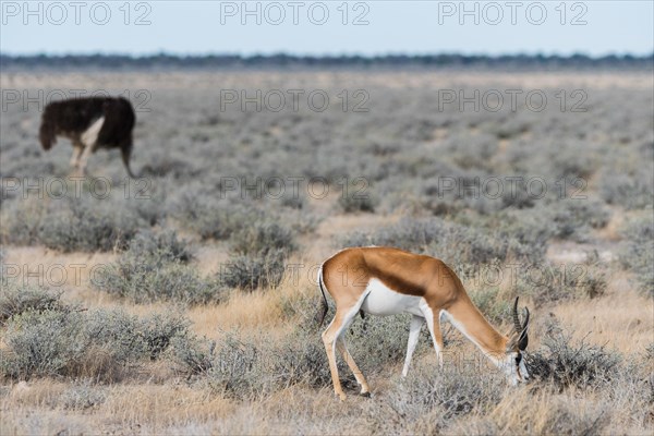 Ostrich and springbok Namibia