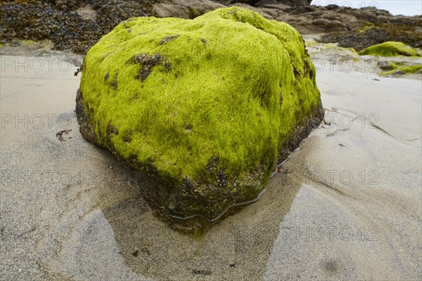 Seaweed on a rock on the beach of Dinard