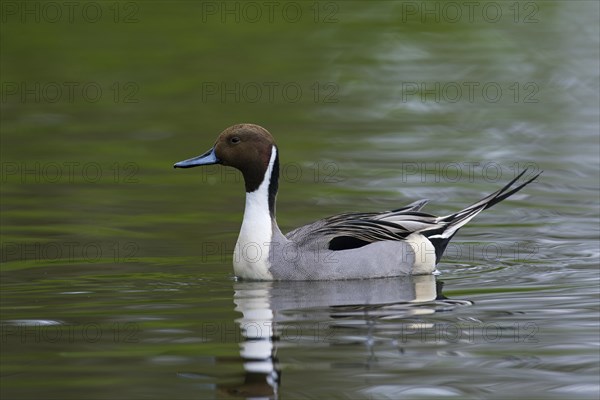 Northern Pintail