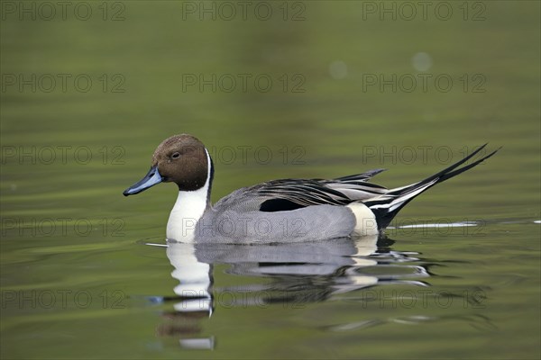 Northern Pintail