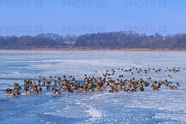 Flock of mallards
