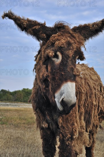 Poitou donkey