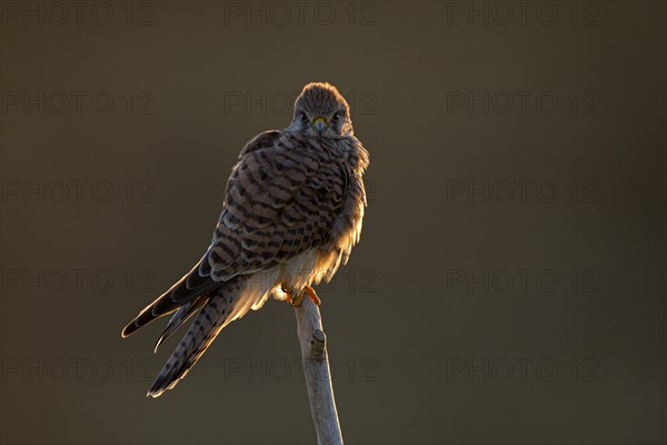 Common kestrel