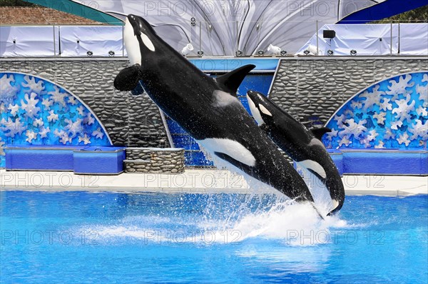 Dressed killer whales