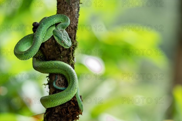 Green viper