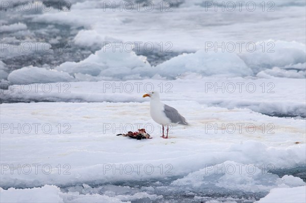 Glaucous gull