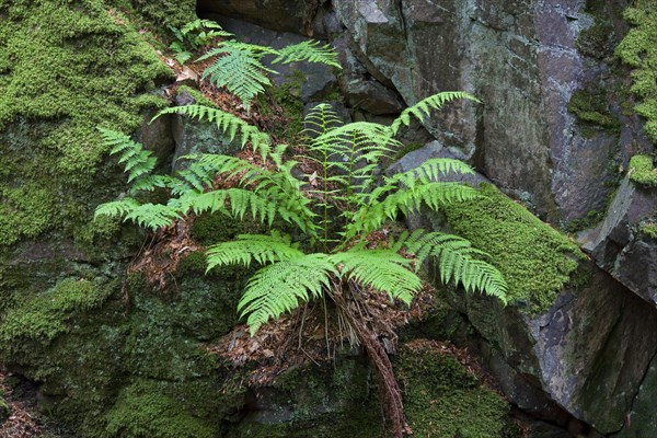 Common Male Fern