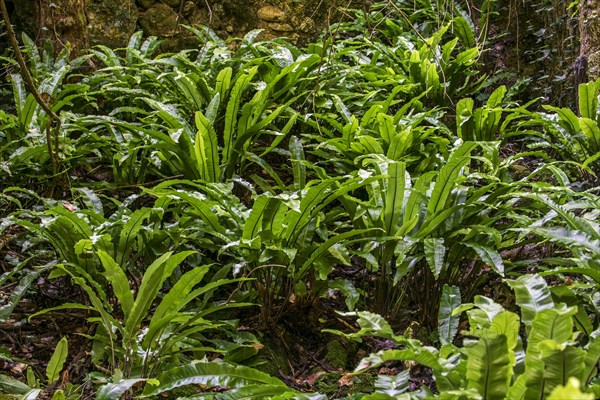 Hart's-tongue fern