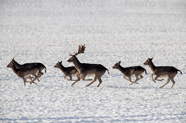 Herd of European fallow deer