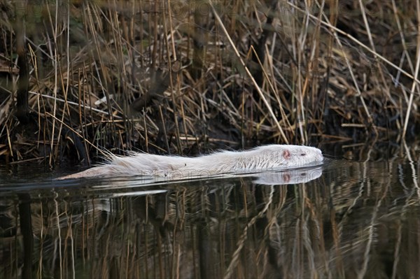 Leucistic coypu