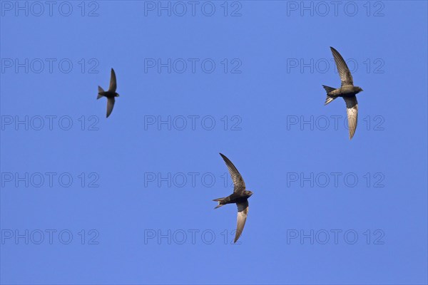 Feeding party of common swifts