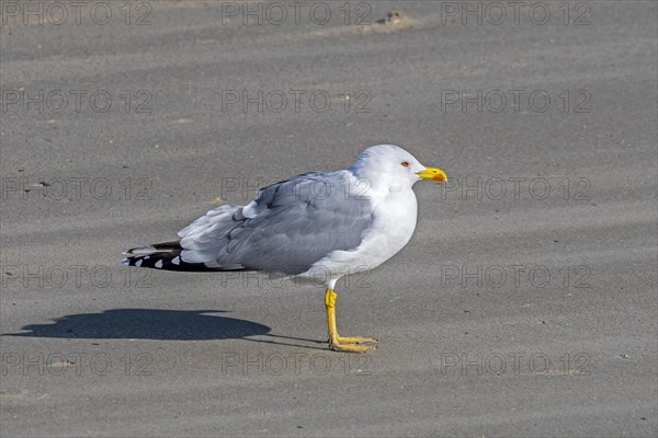 Yellow-legged gull